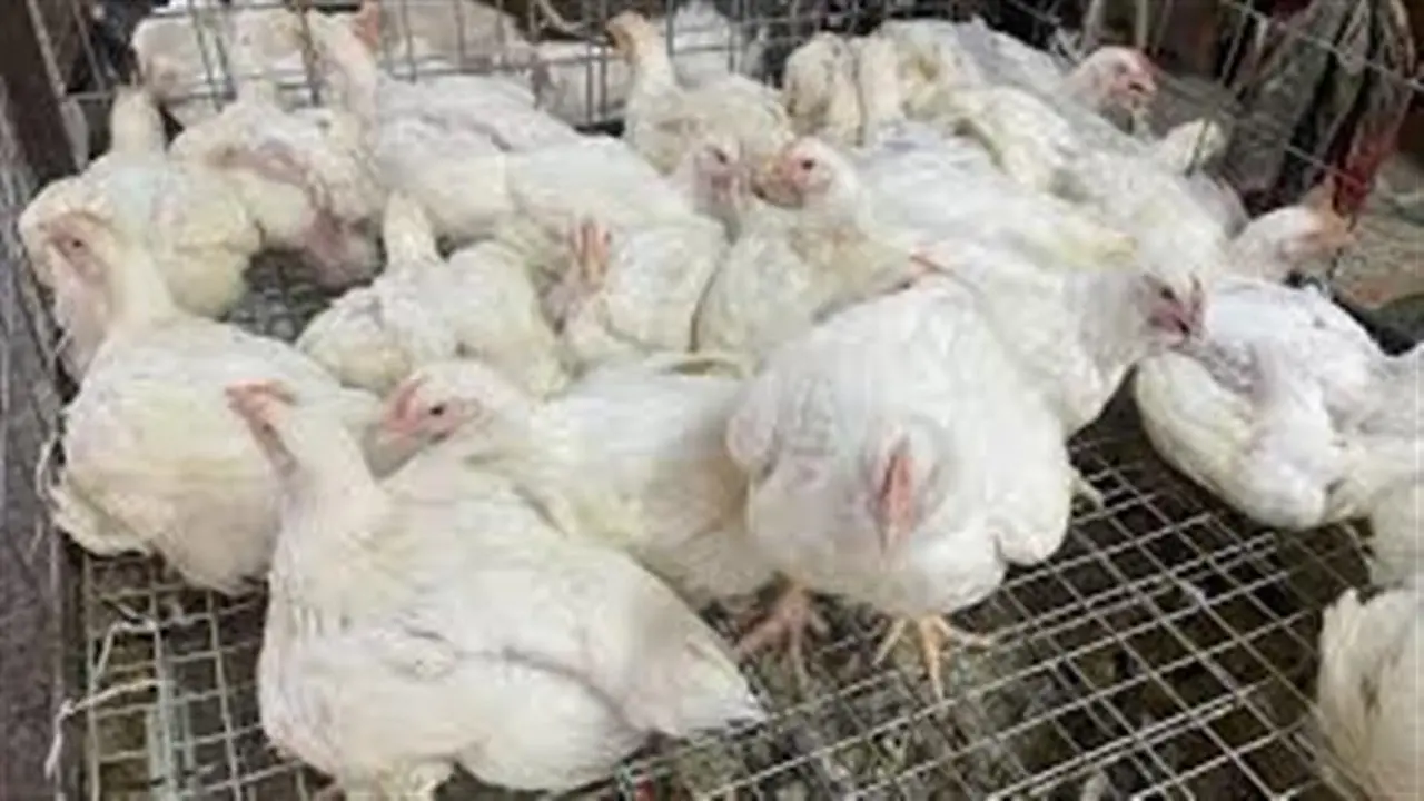 7 مستندات أساسية.. متطلبات إصدار تراخيص تشغيل مزارع الدواجن ومعامل التفريخ الجديدة